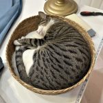 Life With Tiger (An Update)