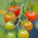 Eco How-To: Cob Cradles Nurture Hearth’s Warm Core