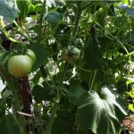 5 Vegetables To Never Grow Near Tomato Plants 5 Vegetables To Never Grow Near Tomato Plants