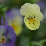 Symbolic Essay: Crying Willows in Botany’s Tear-streaked Portraits