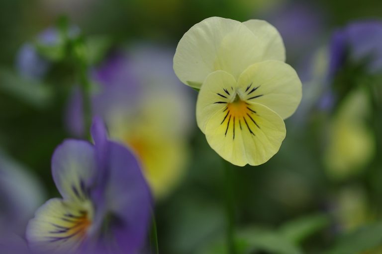 Symbolic Essay: Crying Willows in Botany’s Tear-streaked Portraits