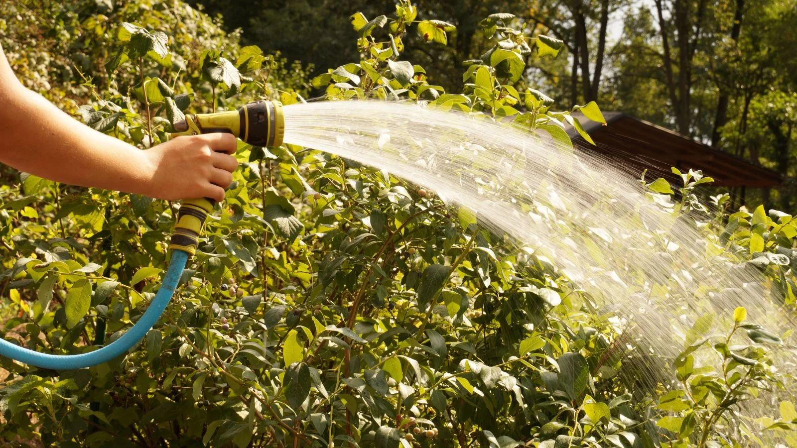 a close-up shot of a person's hand in the process of using a garden hose to spray water to developing plants in a sunny area outdoors
