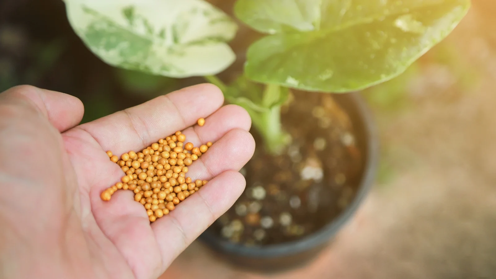a woman’s hand sprinkles granular fertilizer onto the soil of a potted plant