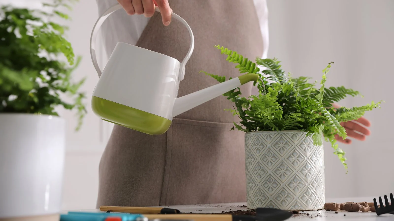 a shot of a person in the process of taking care of a potted perennial plant indoors