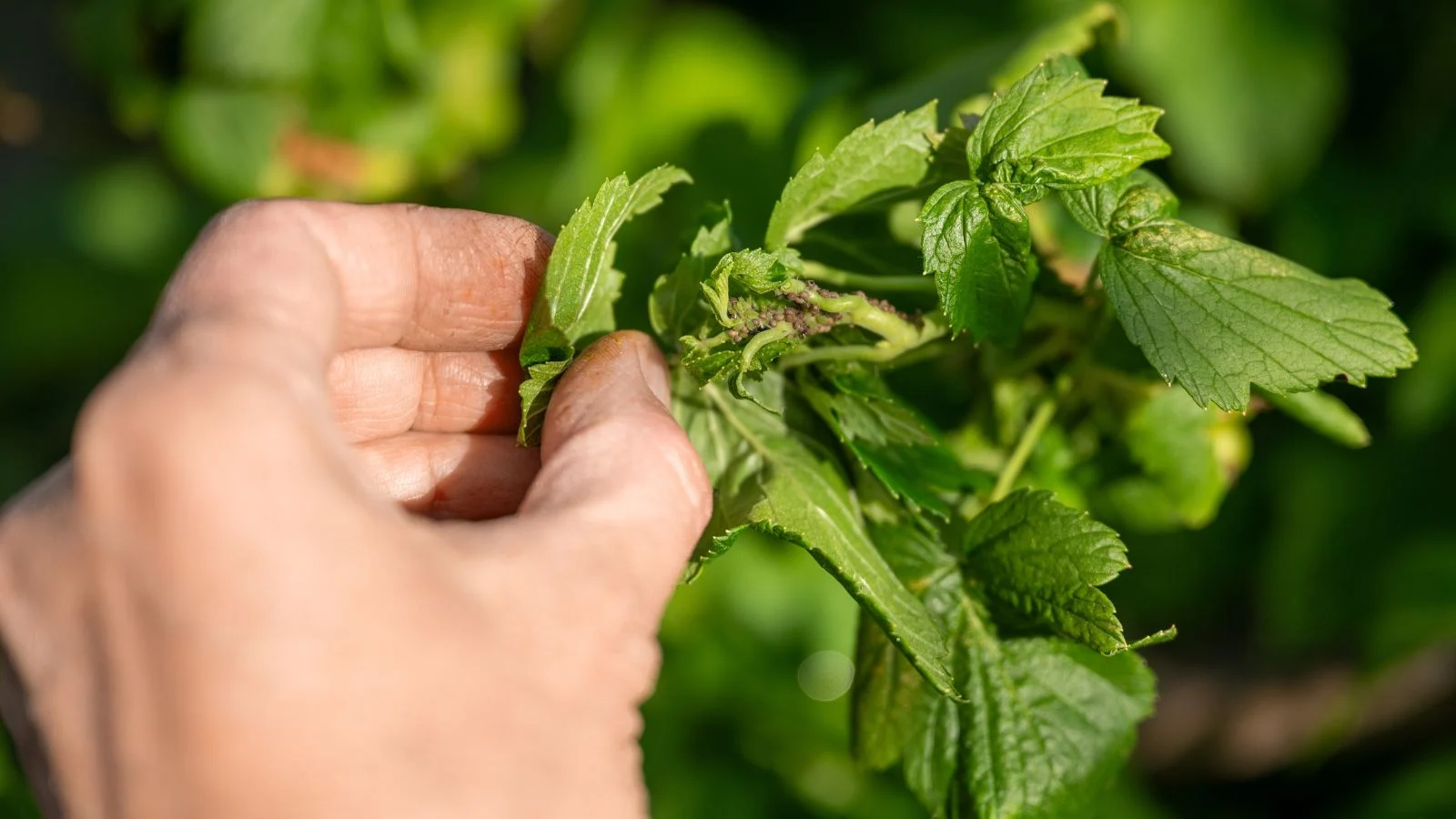 a person in the process of inspecting leaves affected with insects, appearing to be green and dry held by a bare hand
