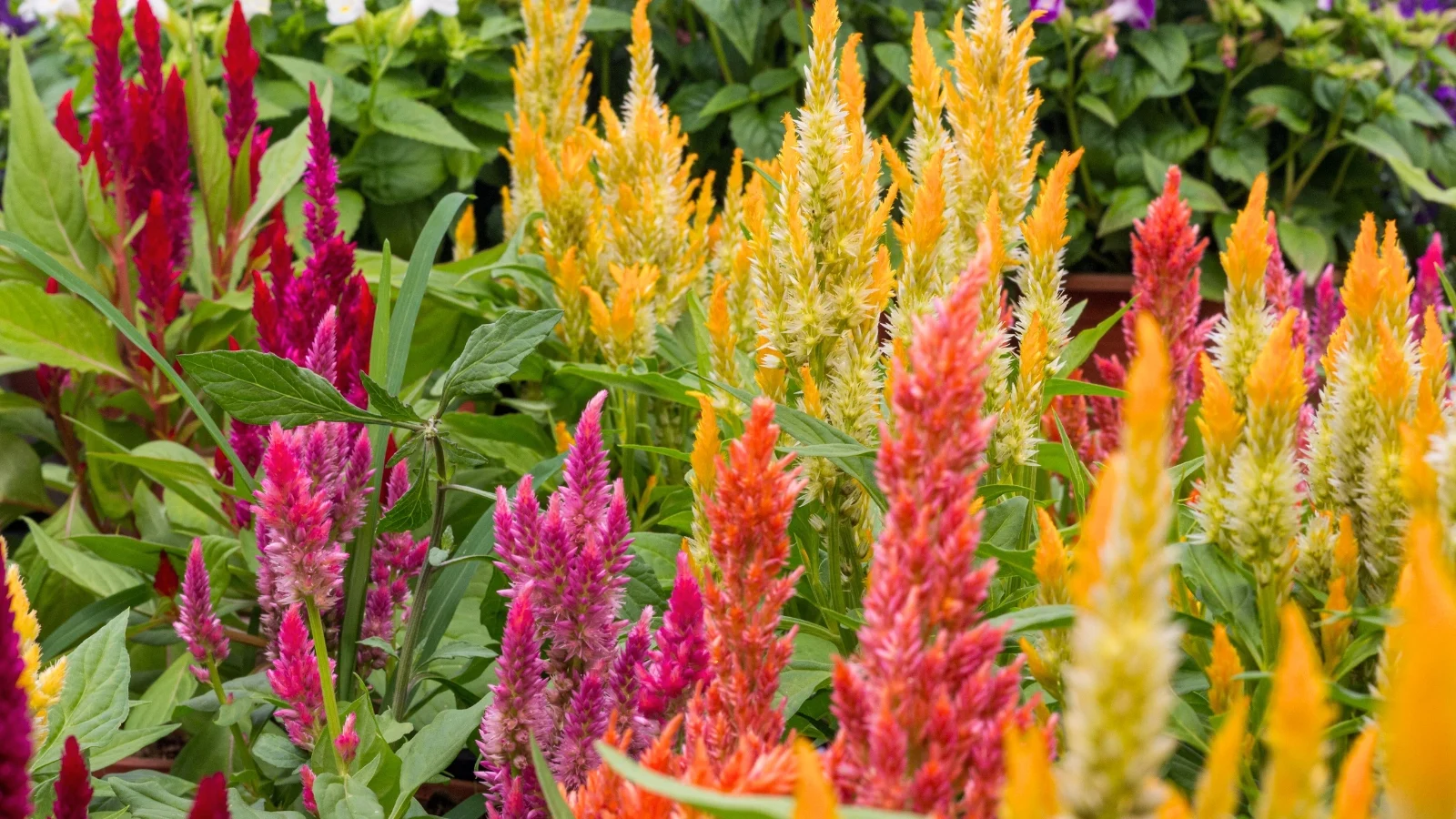 flame-shaped flower spikes in vivid reds, oranges, and yellows emerge above dark green to burgundy foliage with a ruffled texture.