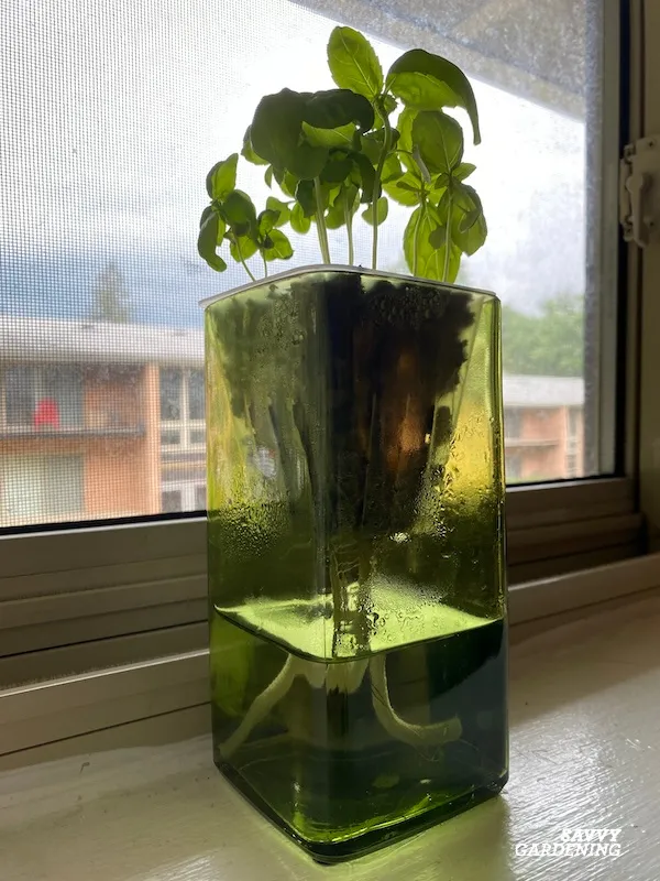 window sill wicking container for no watering
