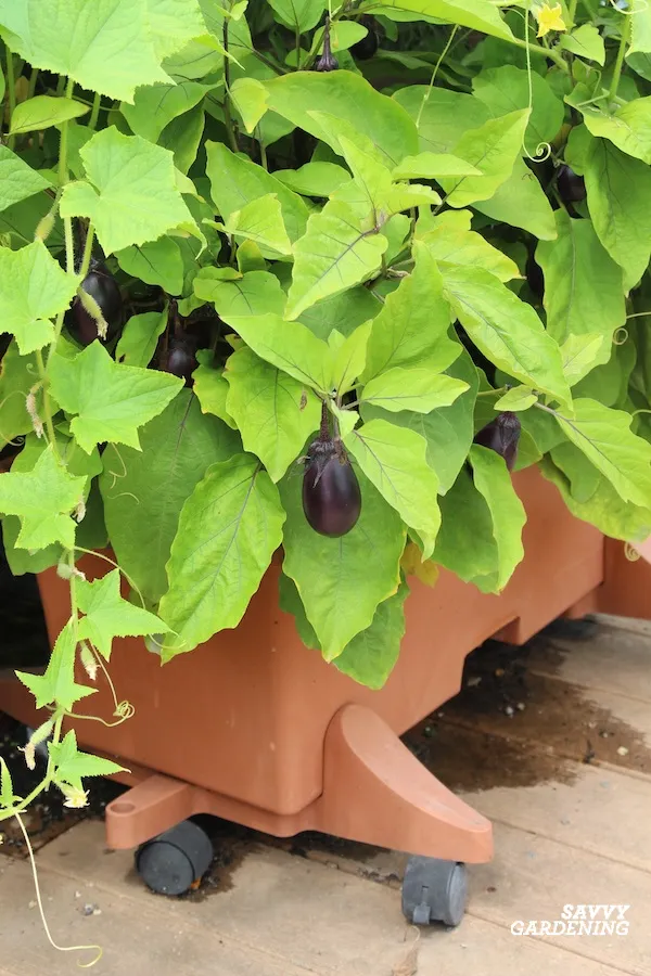 types of self-watering containers for the garden