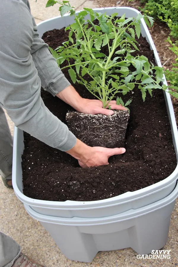 what to plant in a self-watering garden container