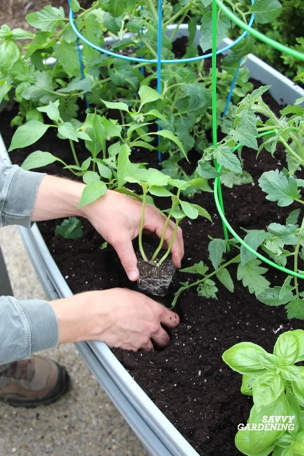 what to grow in a sub-irrigated garden container