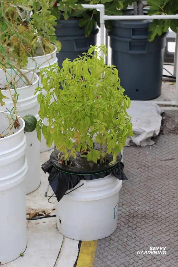 how to turn 5-gallon buckets into self watering containers for the garden