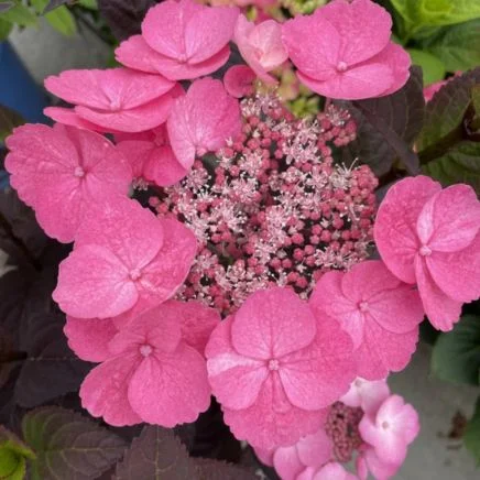 pink dynamo™ hydrangea