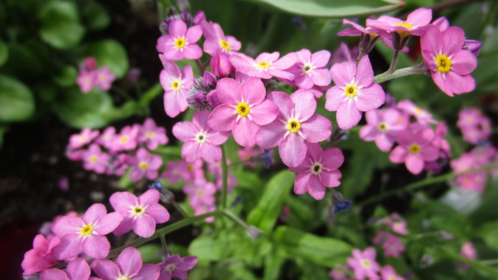 a close-up shot of a composition of delicate and dainty rosy colored blooms of the 'victoria pink' forget-me-not