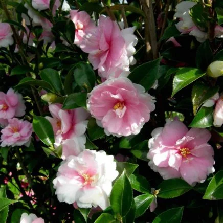 dream weaver camellia