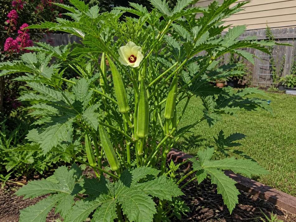 vegetables plant june