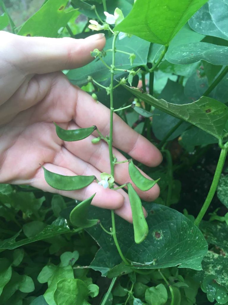 lima beans
