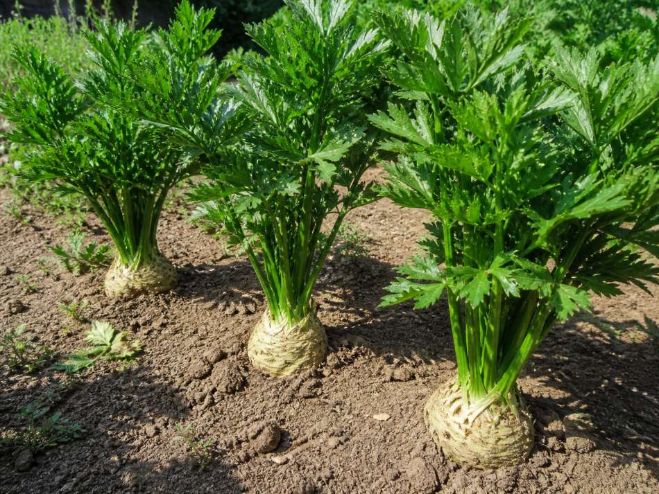 vegetables plant june