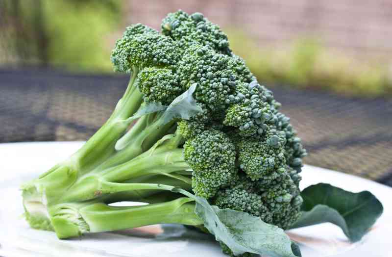 vegetables plant june