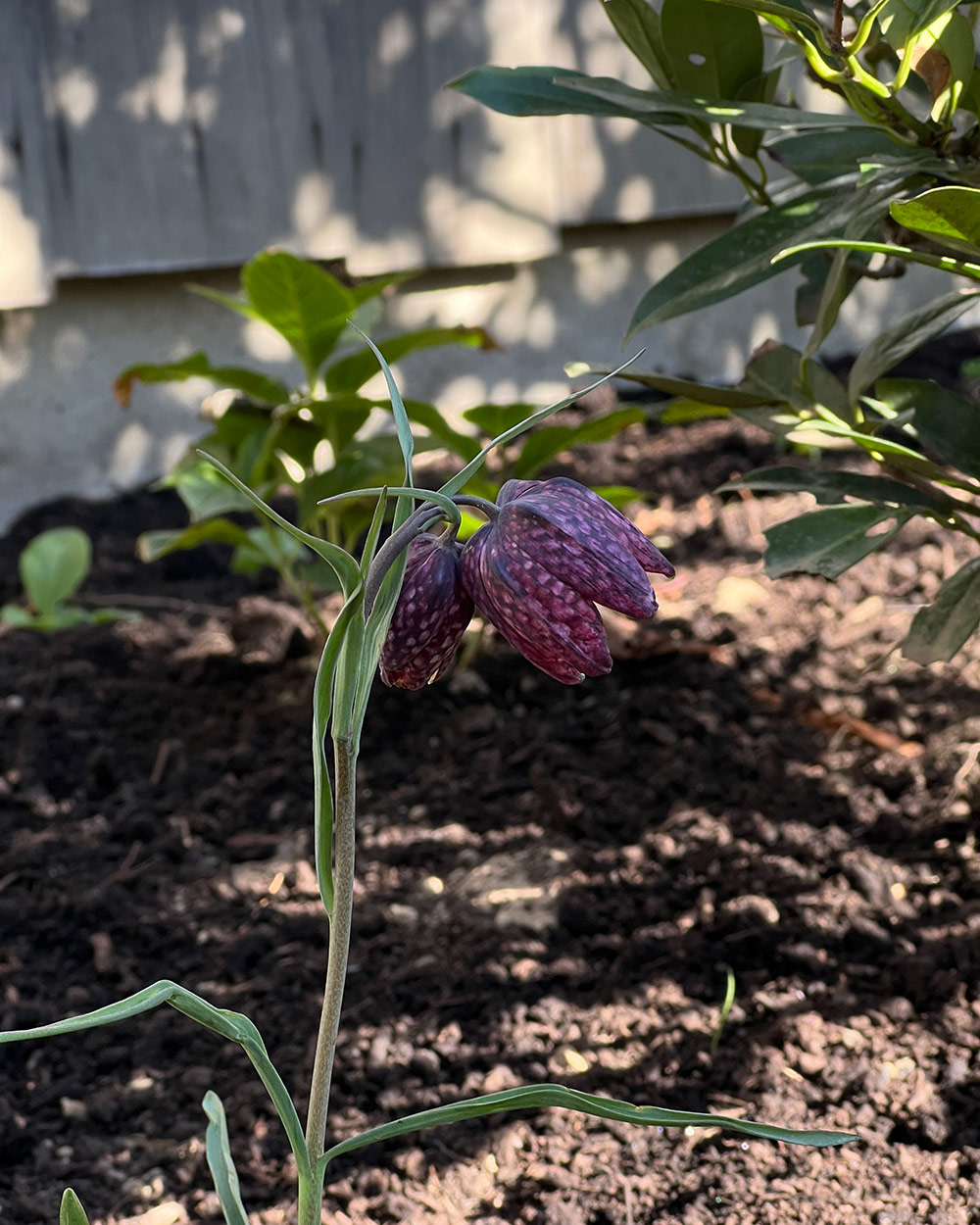fritillaria meleagris