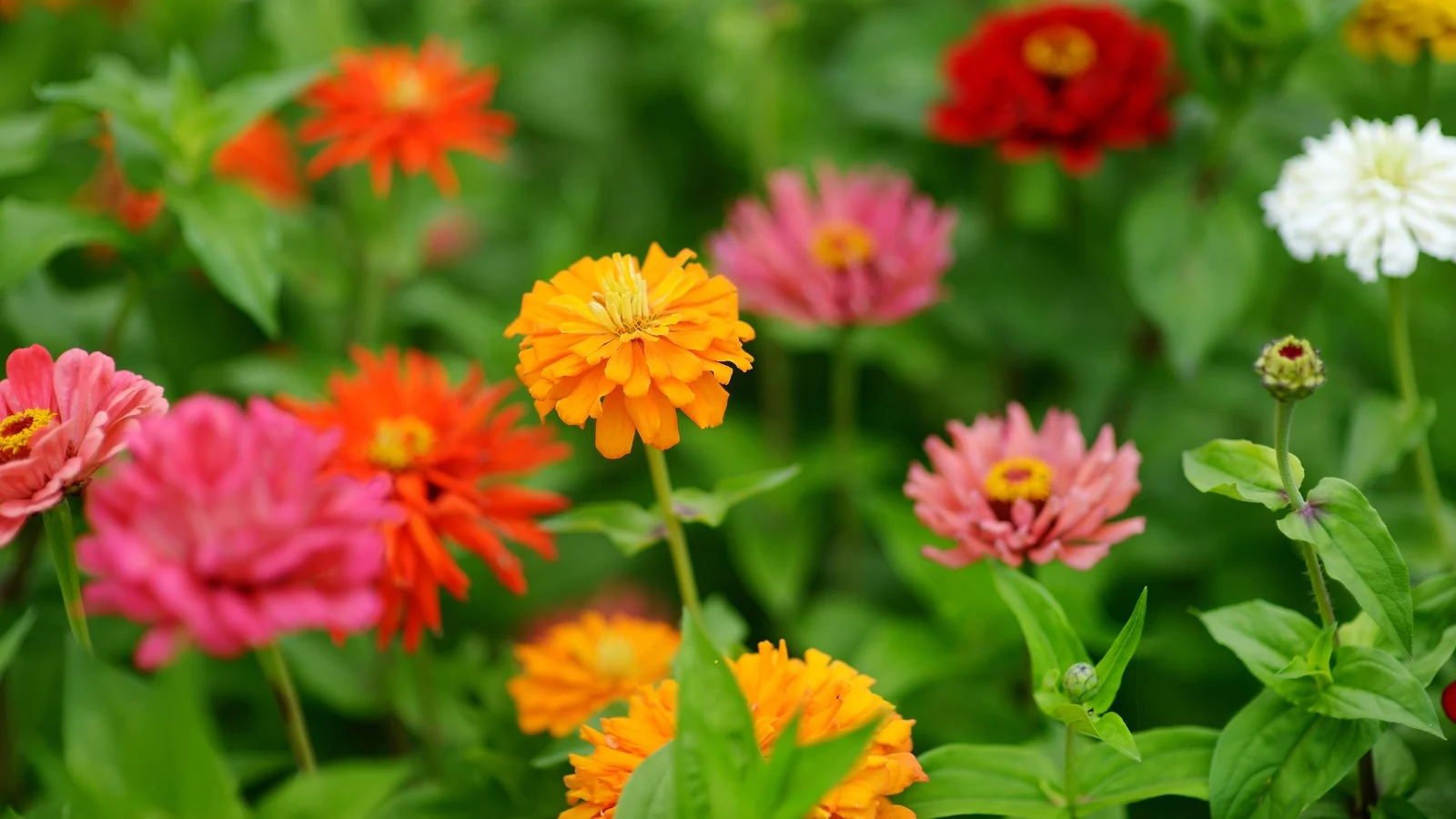 vibrant, daisy-like blooms with ruffled petals that radiate from a contrasting central disk, supported by tall, slightly fuzzy green stems and pointed leaves.