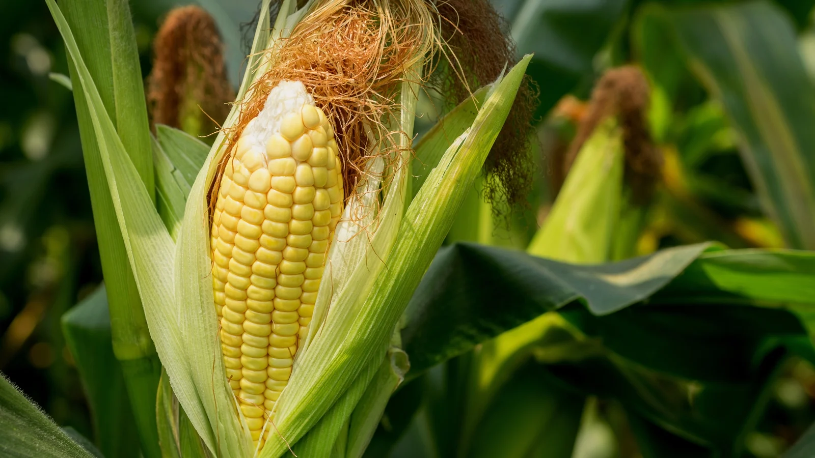 tall green stalks with broad leaves and tightly wrapped husks covering rows of plump golden kernels on firm cobs.