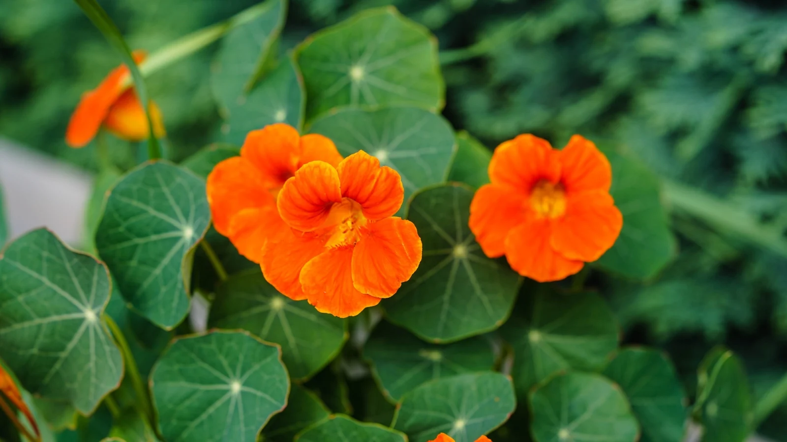 orange nasturtium flowers with delicate petals bloom vibrantly amidst round leaves, their vivid hues contrasting against the greenery. in the blurred background, lush foliage adds depth to the scene.