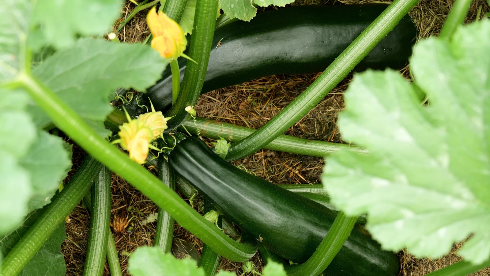 a close-up and overhead shot of a couple of developing green crops in a well lit area outdoors
