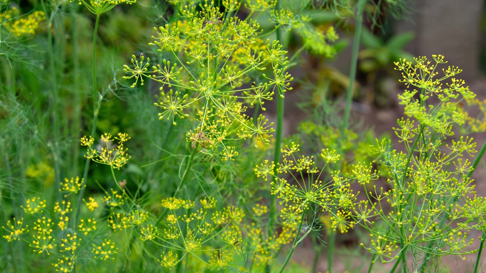 feathery green stems topped with wide, delicate yellow dill umbrellas radiate outward in a sunny garden.