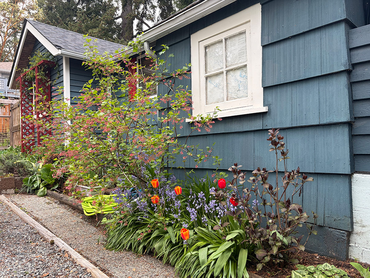 spring garden foundation planting