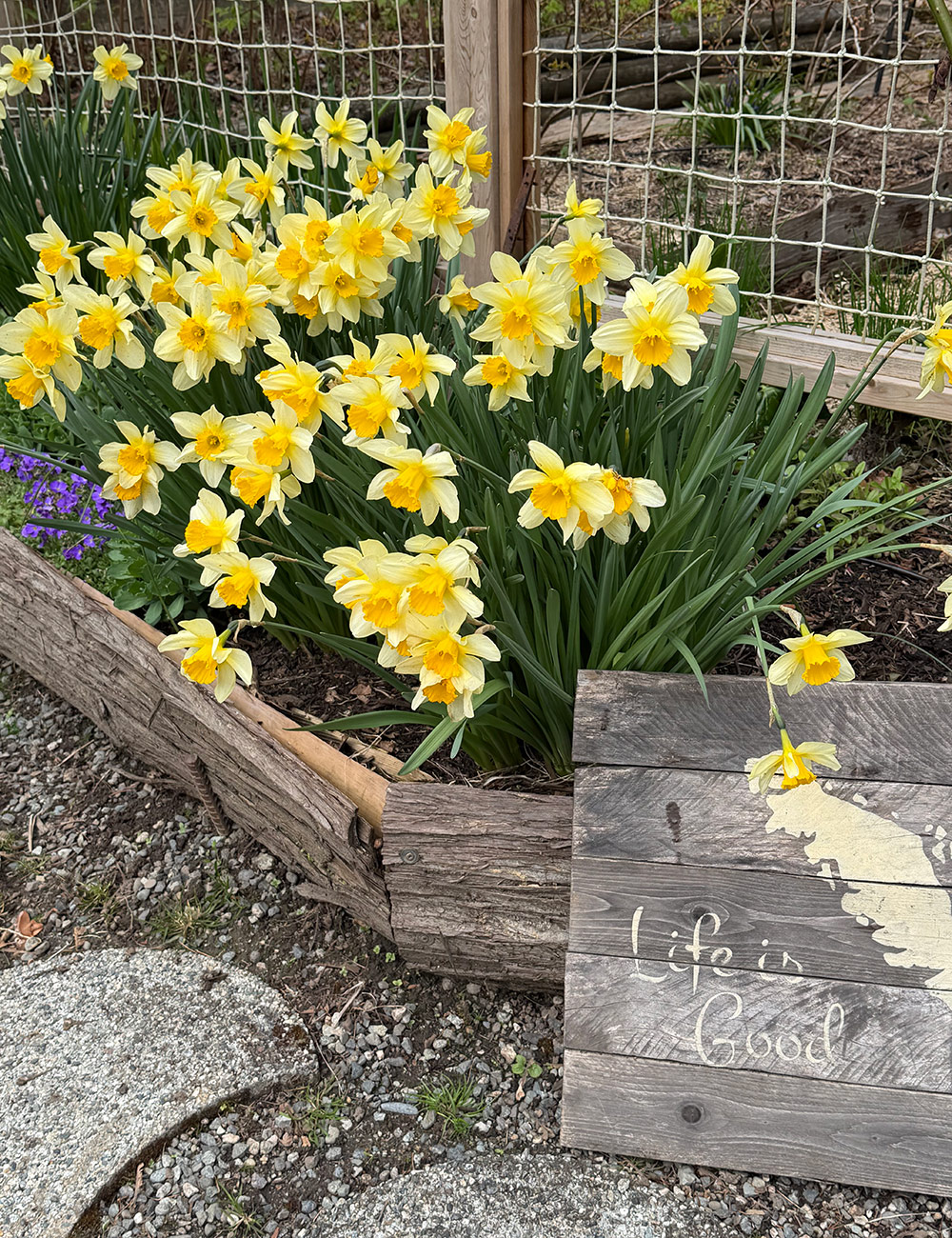 yellow daffodils