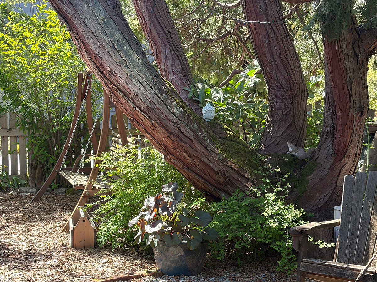 garden bed under large cypress tree