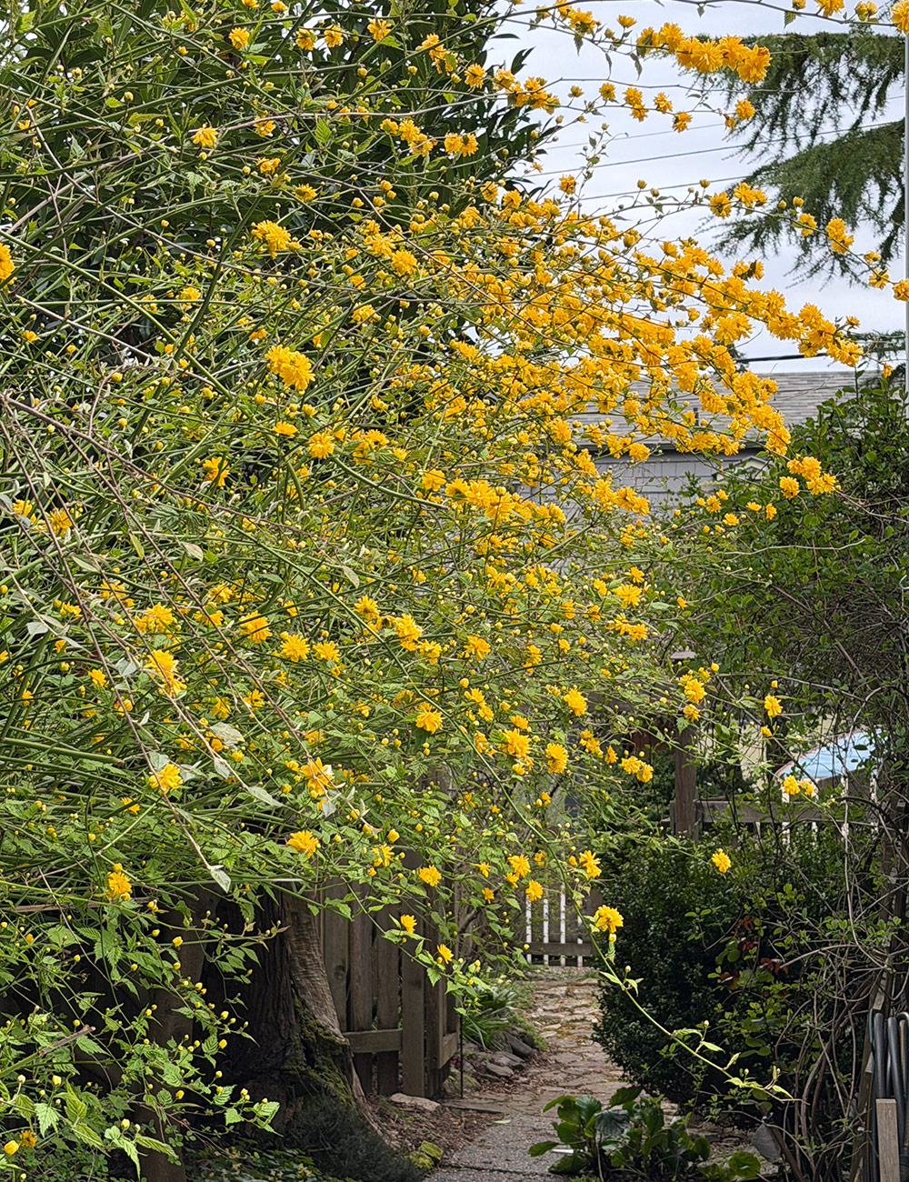 large shrub with yellow flowers