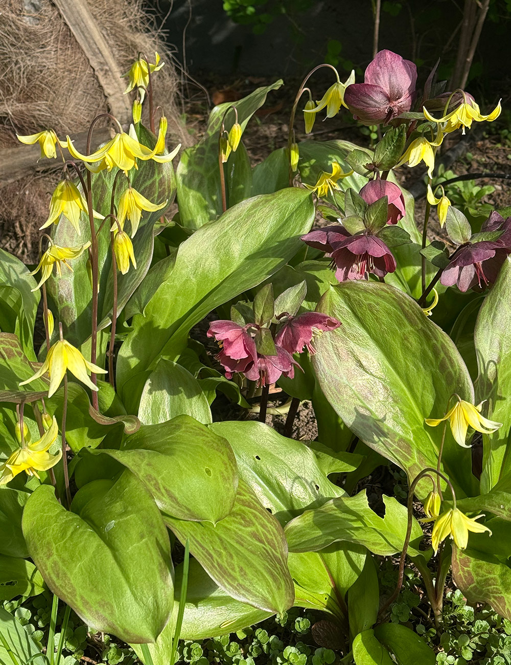 hellobore with yellow fawn lily