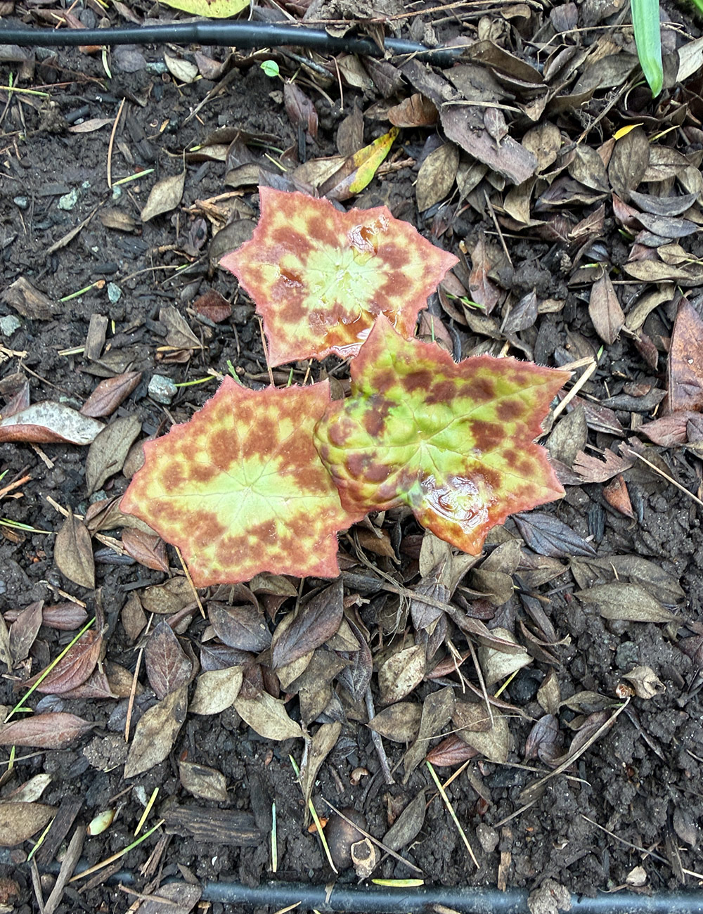 podophyllum spotty dotty