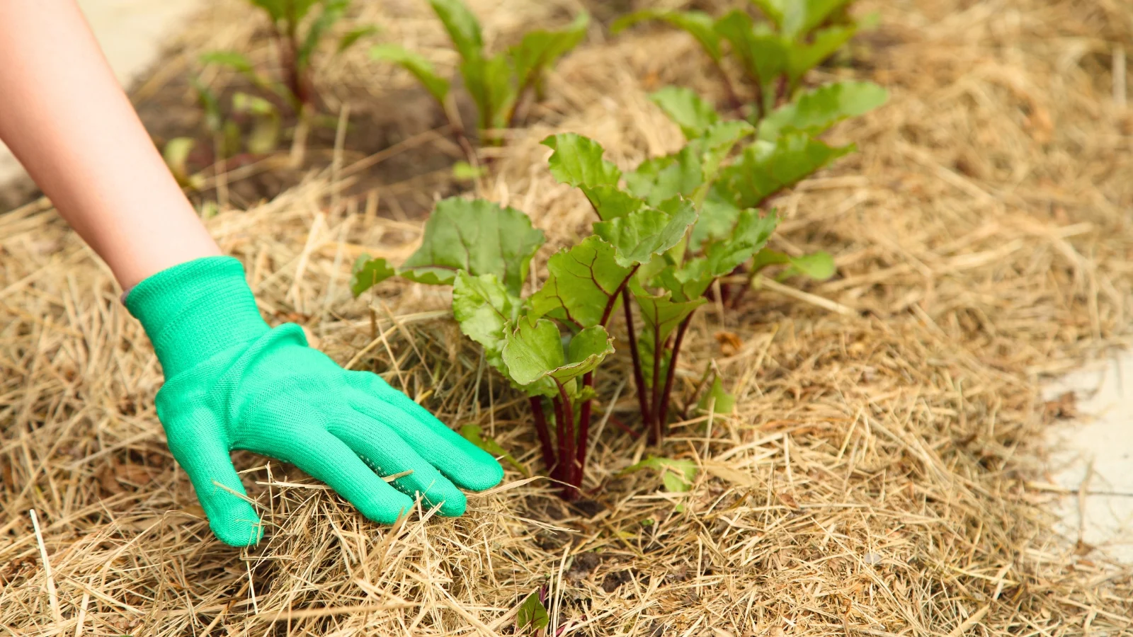 a gardener’s hand wearing a green glove spreads dry grass mulch over a bed of young beet seedlings.