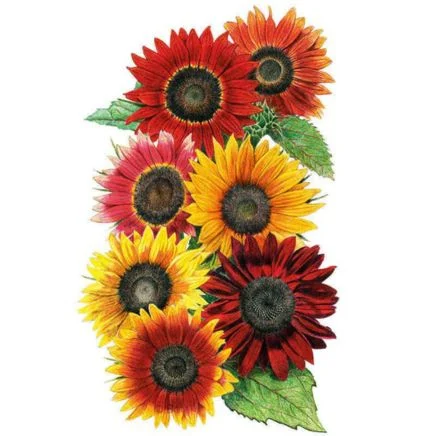 heirloom beauties sunflower seeds