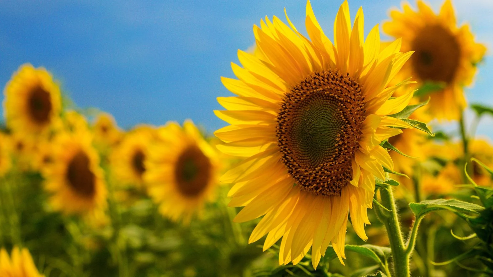 a close-up shot of a composition of large yellow sunflowers basking in bright sunlight in a large field area outdoors