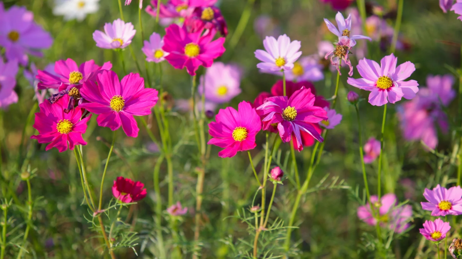 graceful, feathery foliage supporting airy clusters of soft pink and rich pink daisy-like blooms of the cosmos