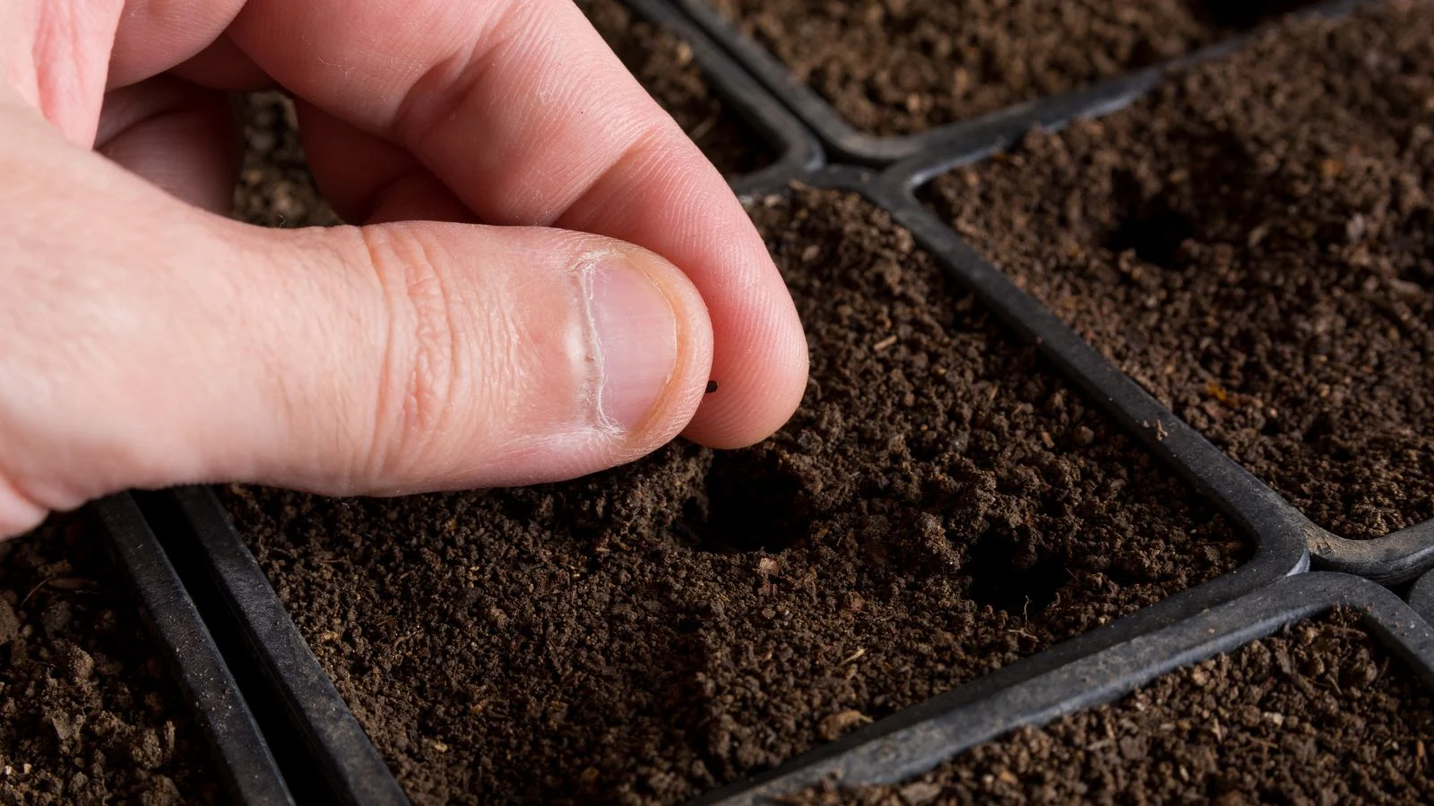 a close-up shot of a person's hand in the process of sowing an ovule of in rich dark soil