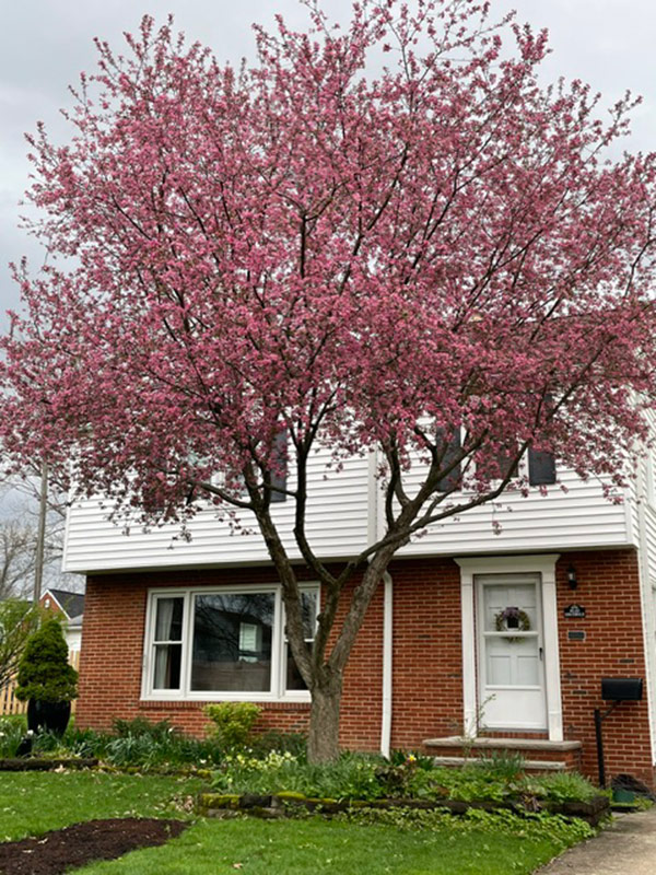 flowering cherry tree in front yard