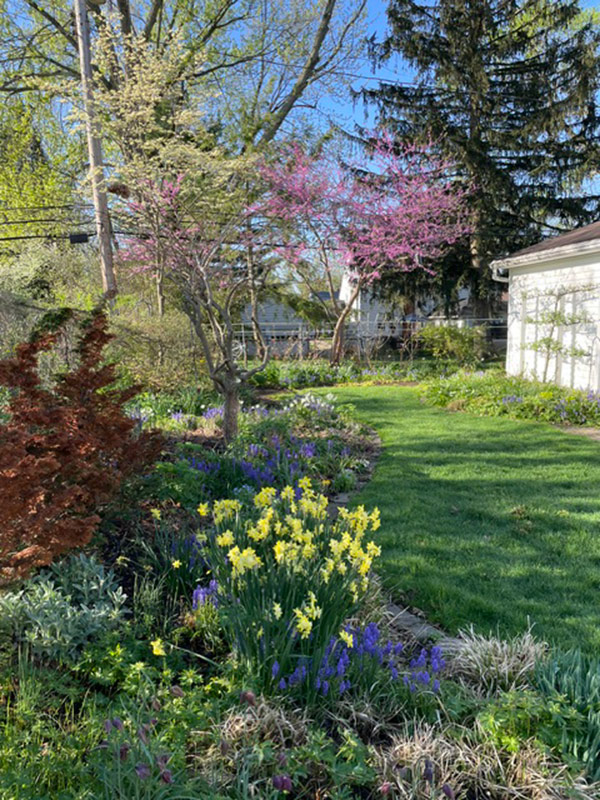 spring garden with flowering tree and bulbs