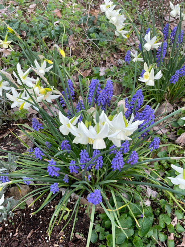 white daffodils with grape hyacinth