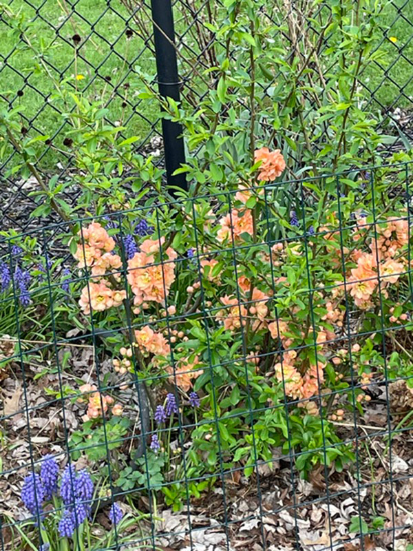 orange and purple flowers in spring