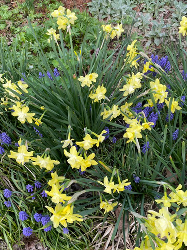 yellow daffodils with grape hyacinth