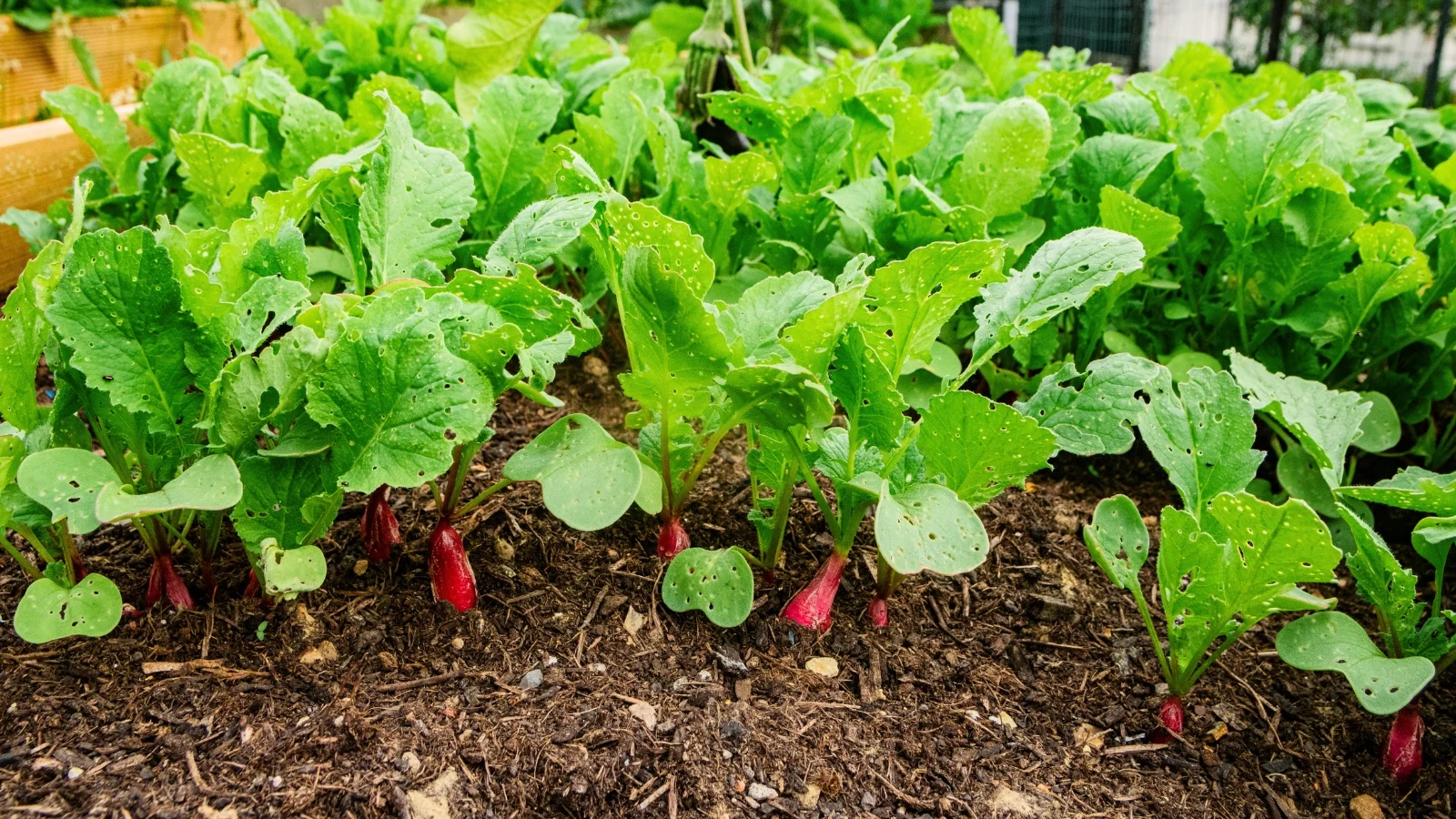 close-up of round pinkish-red roots partially emerging from dark soil, topped with green leaves that are rough, lobed, and have slightly serrated edges.