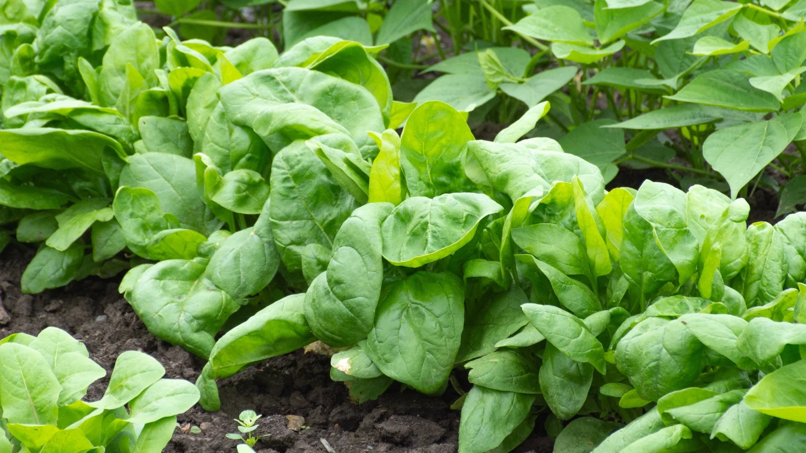 clusters of smooth, dark green, oval-shaped leaves with slightly crinkled surfaces growing closely in the soil.