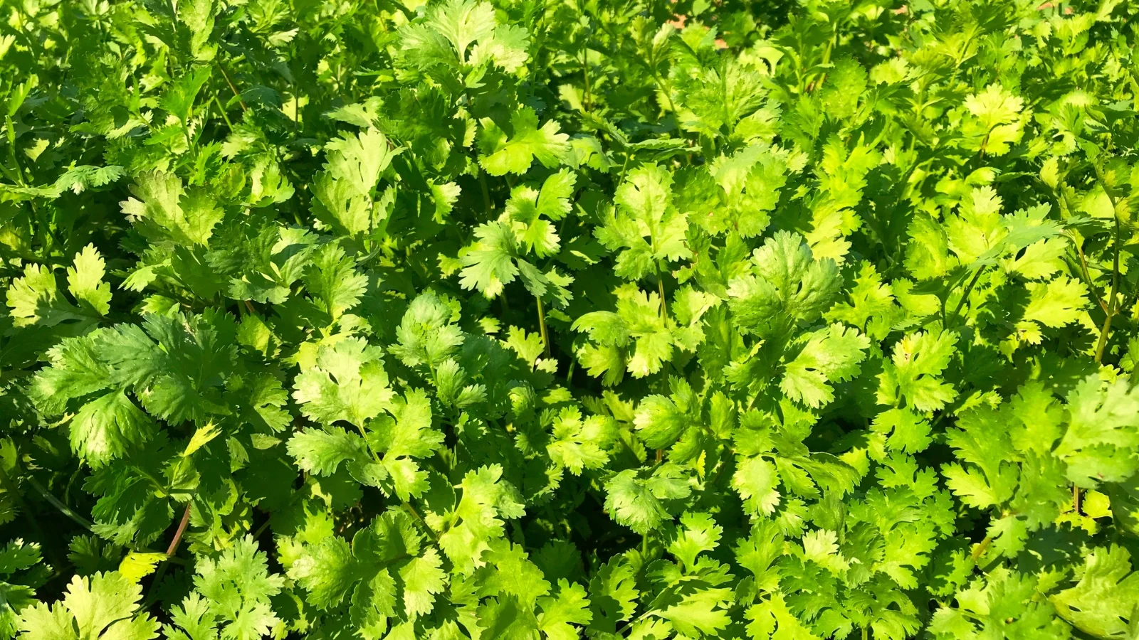 feathered, bright green leaves with finely divided edges form airy clusters across the garden bed.