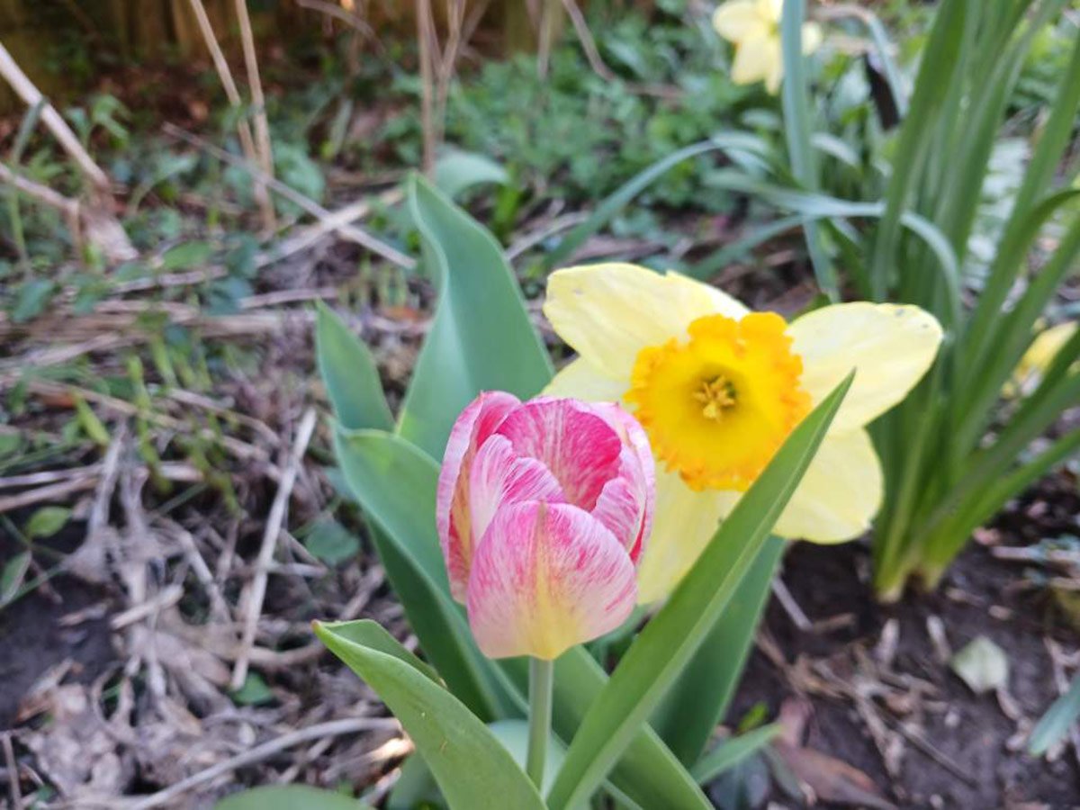 yellow daffodil with pink tulip