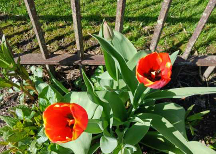 bright red tulips