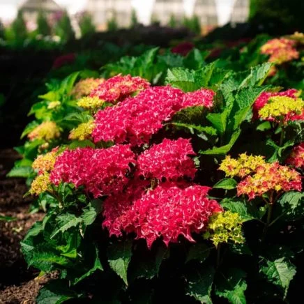 frill ride™ hydrangea